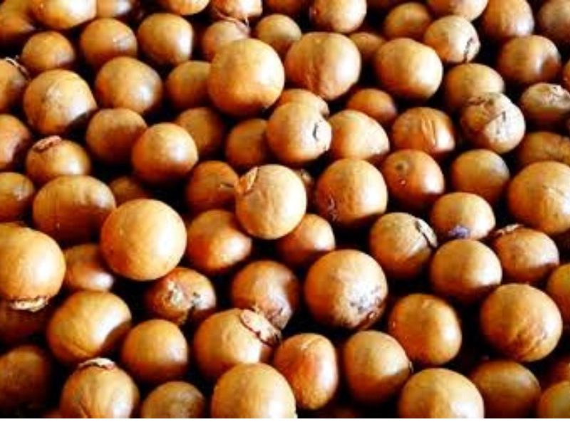 Kenyan Macadamia