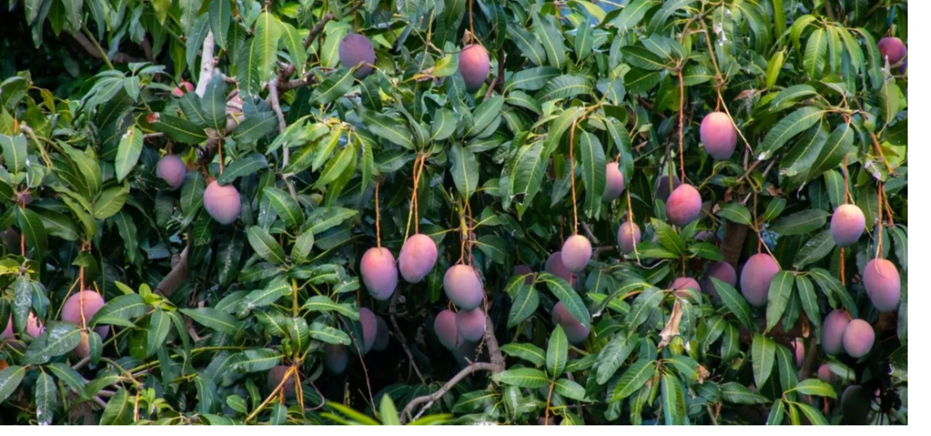 Kenyan horticulture plantation